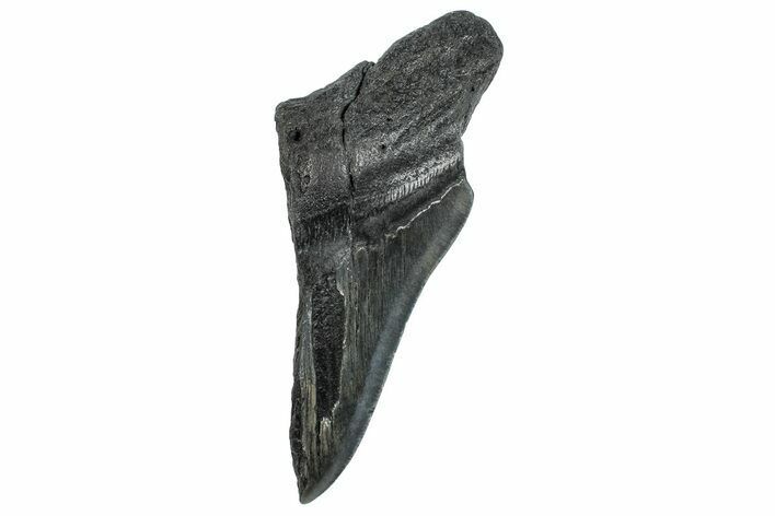 Partial Fossil Megalodon Tooth - South Carolina #293954